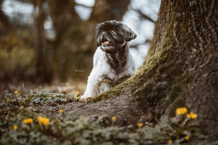 Pekinese im Wald