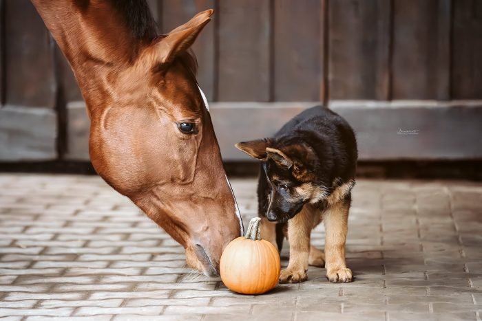 Jährling und Schäferhundwelpe erkunden einen Kürbis