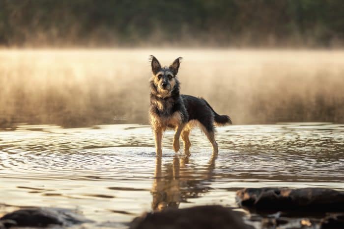 Mischlingshund im Morgennebel im See