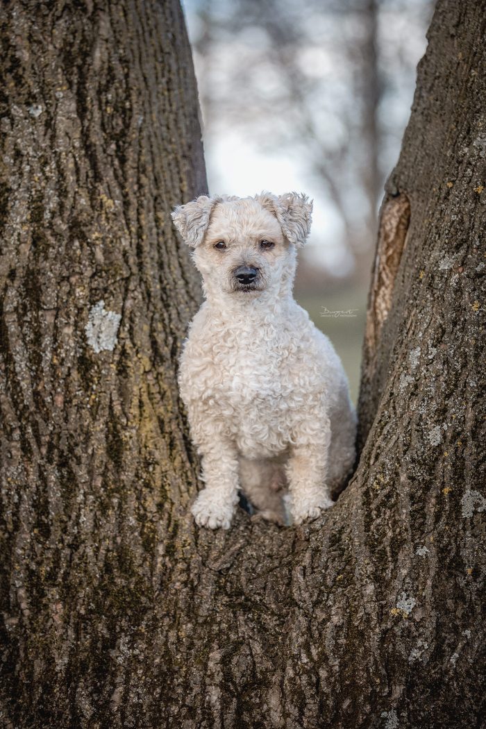 Kleiner Hund in Baumgabelung