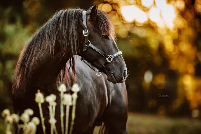 Lusitano im Sonnenaufgang