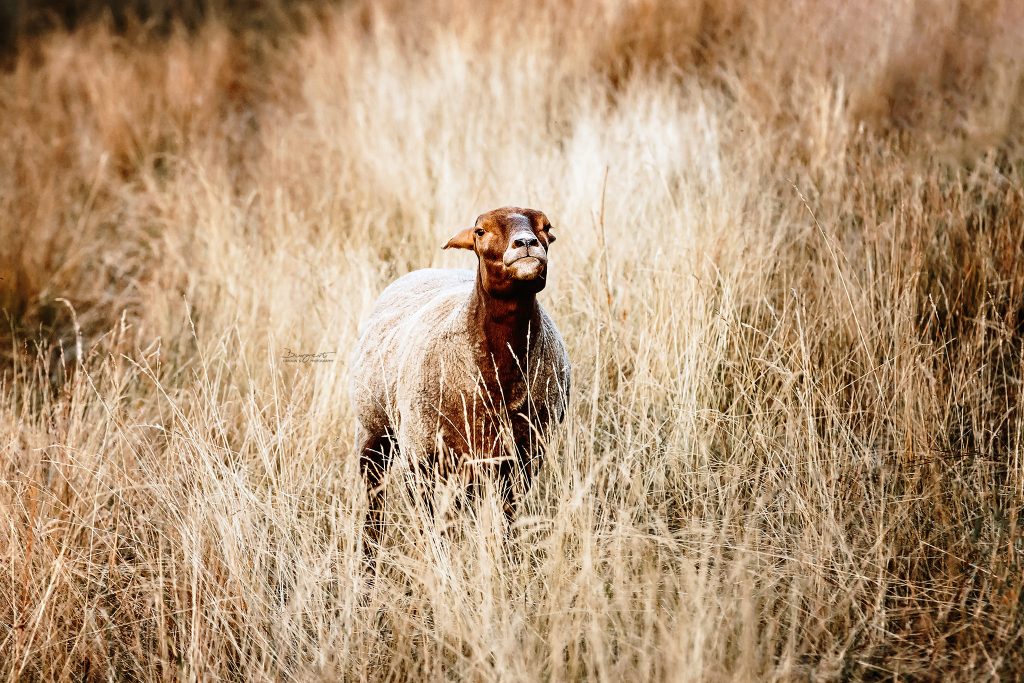 Schaf auf Angriff auf der Weide