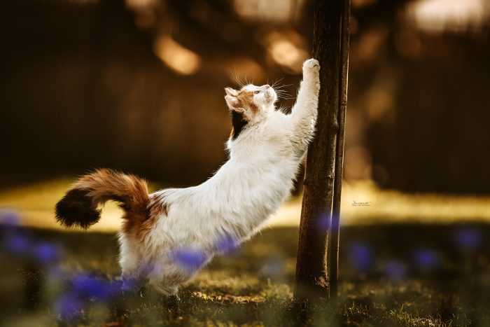 Katze schärft Krallen am Baum