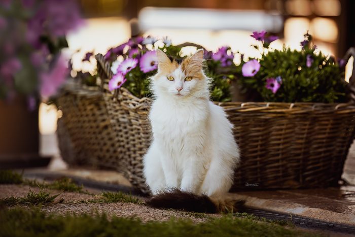 Katze vor Blumen