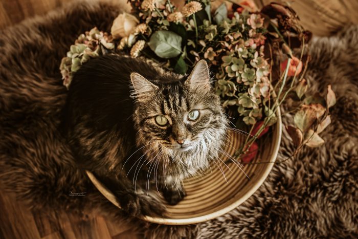 Katzenkunstwerk mit Blumen Indoor