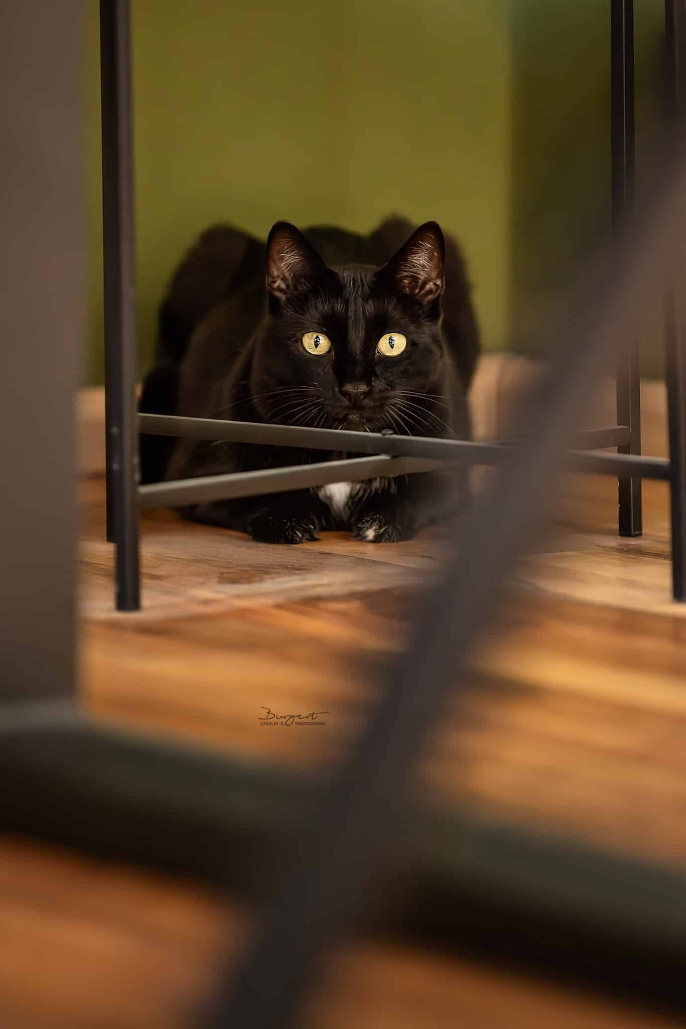Schwarze Katze auf der Lauer