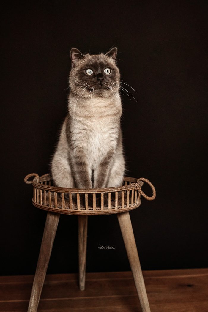 Schräger Blick, Katze, Studiofotografie