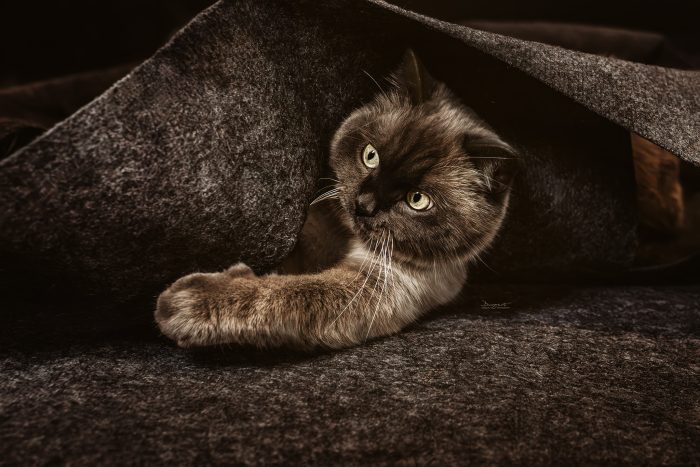 Katze versteckt sich unter Decke