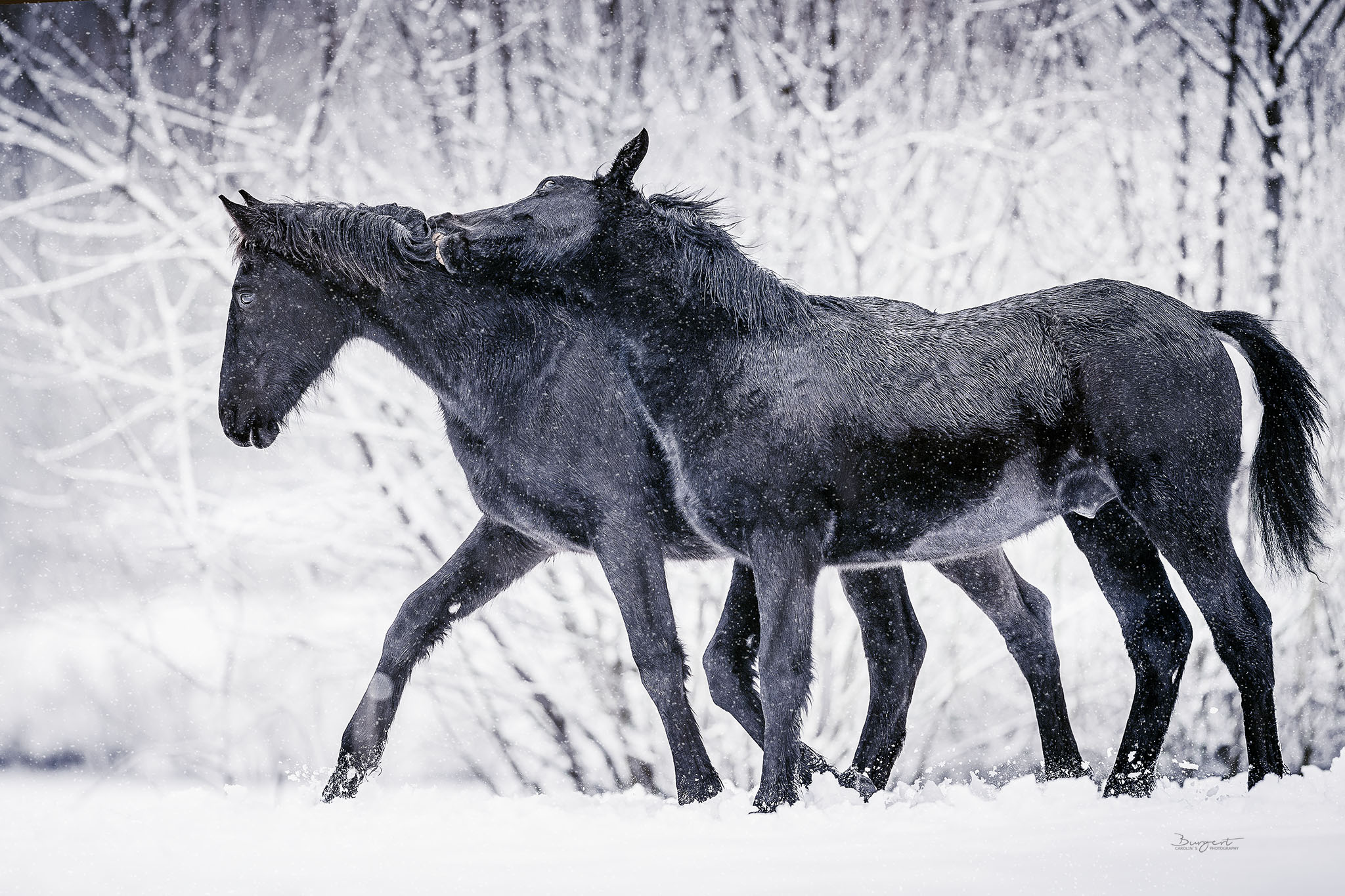 Fohlen im Schnee