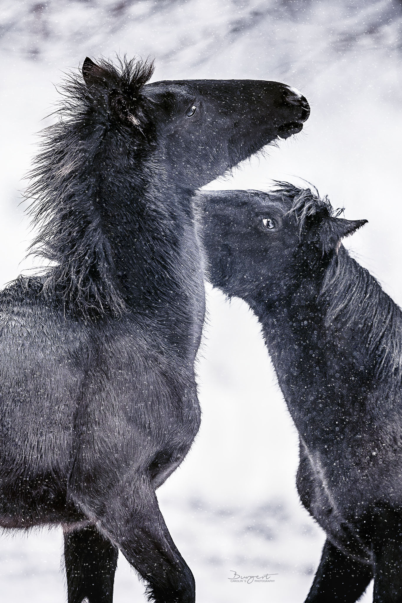 Fohlen im Schnee