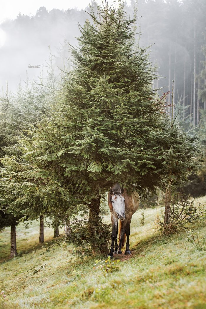 Connemara Pony auf der Koppel unter Tannenbaum