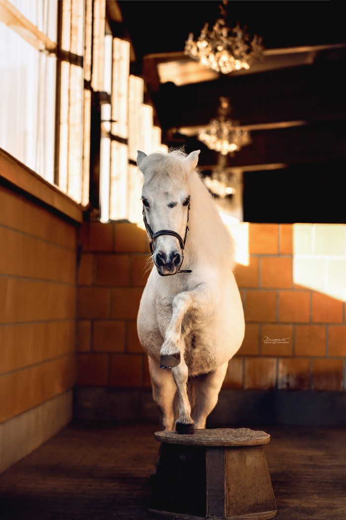 Shetlandpony auf Podest