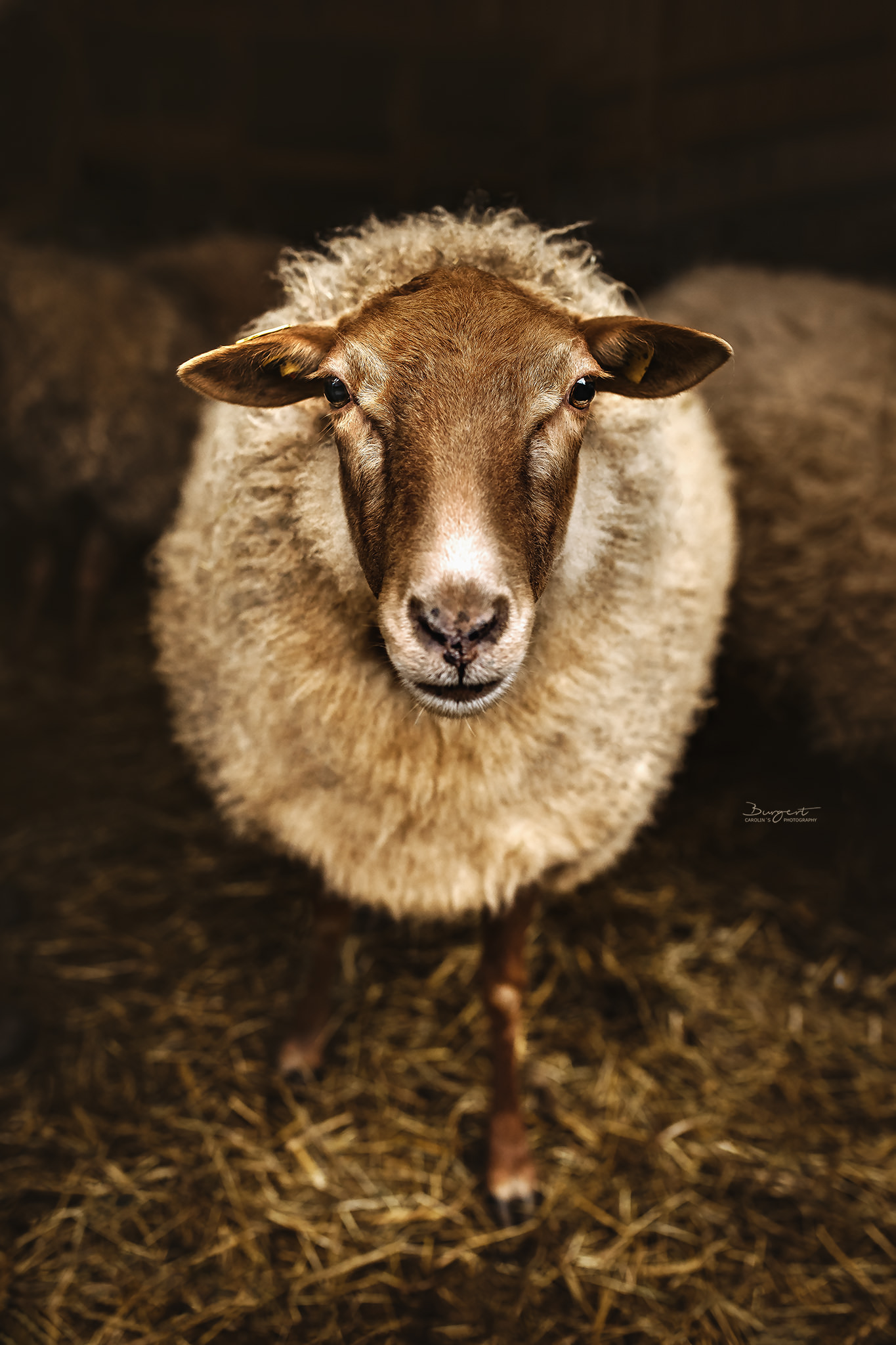 Schaf im Stall