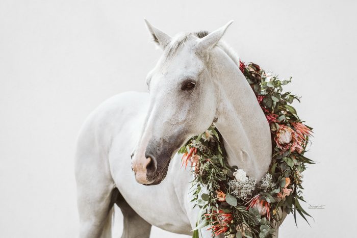 Pferd mit Protea Blumenkranz vor weißem Hintergrund