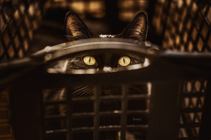 Schwarze Katze im Wäschekorb