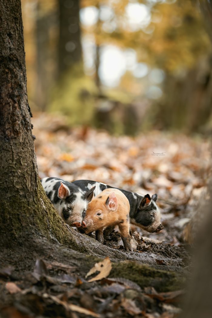 Ferkel im Wald