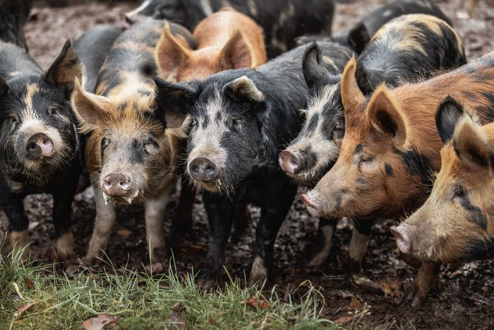 Artgerechte Schweinehaltung auf dem Hofgut Silva