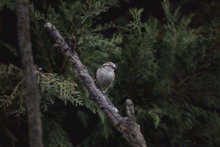 Spatz im Garten vor natürlichem, dunklen Hintergrund, Haussperling, Weibchen