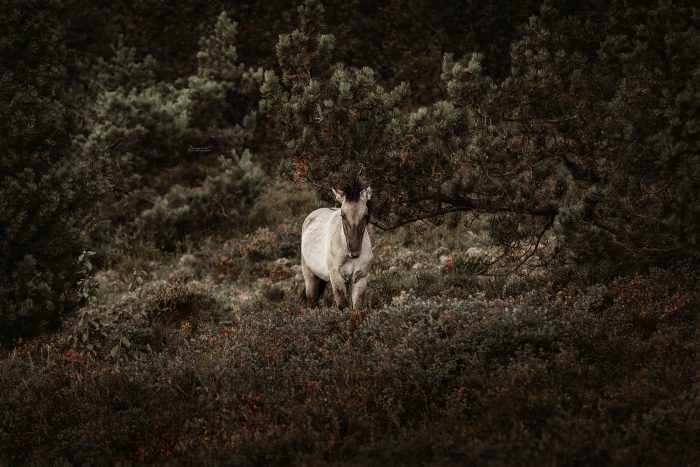 Konik, Konikpferde im Schwarzwald, Konikfohlen, Grinde, Nationalpark Schwarzwald