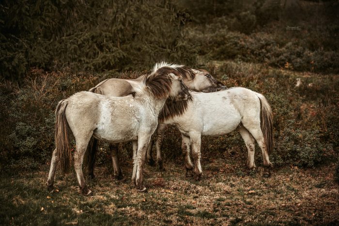 Konik, Wildpferde im Nationalpark Schwarzwald