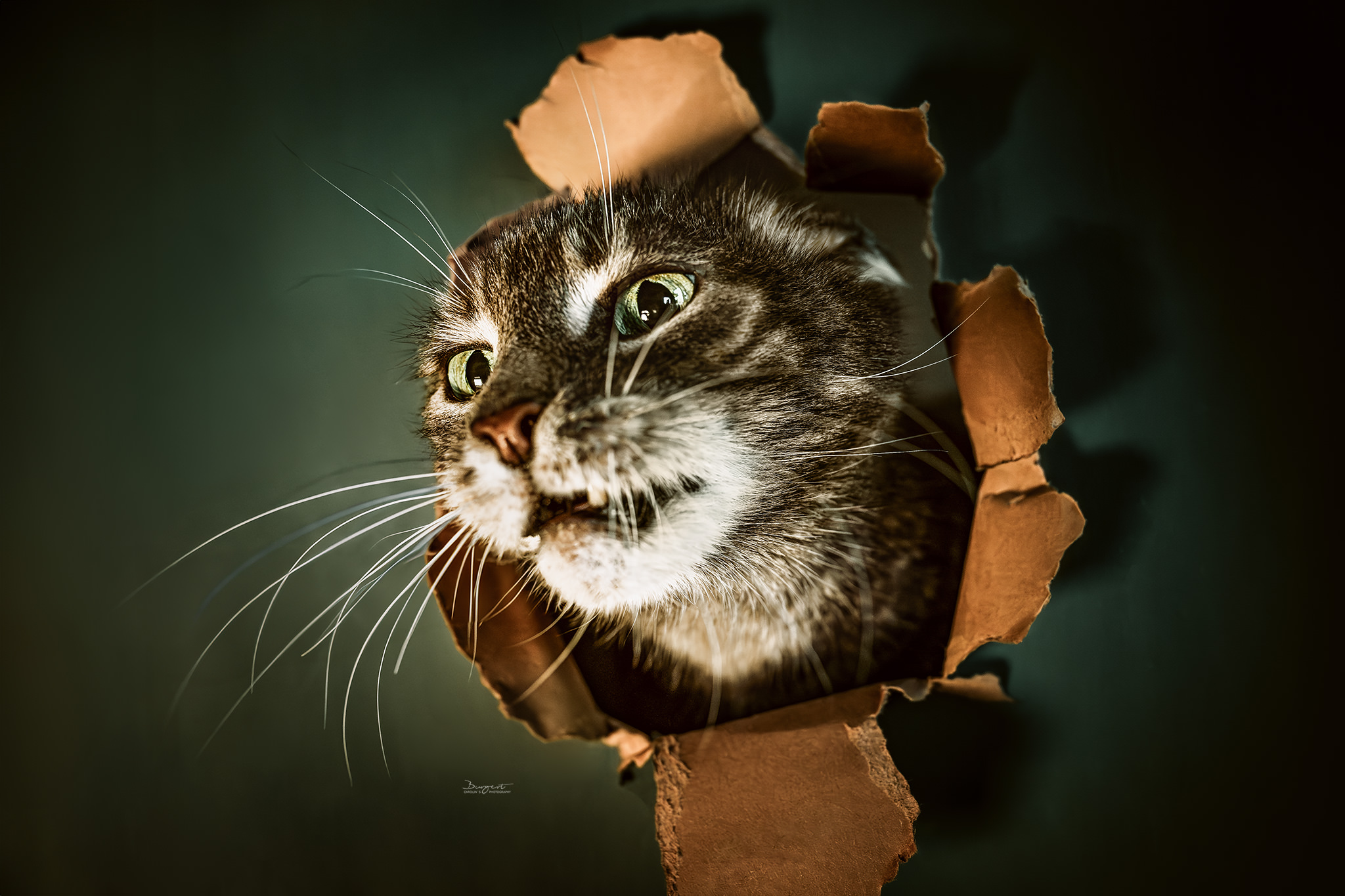 Katze schaut mit dem Kopf durch einen Karton