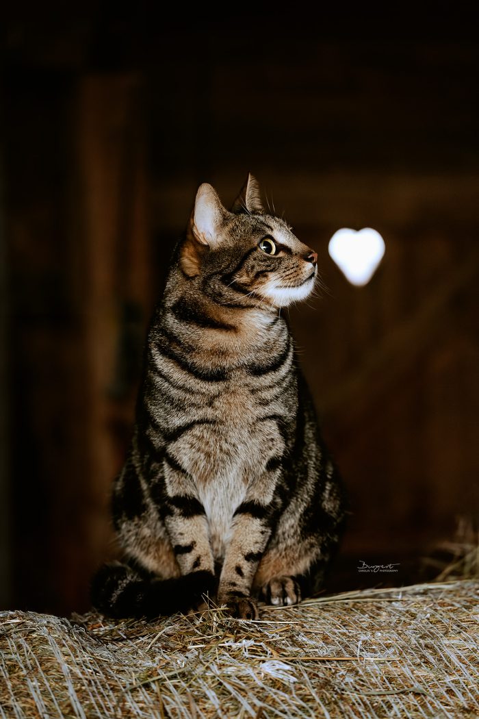 Stallkatze auf Strohballen