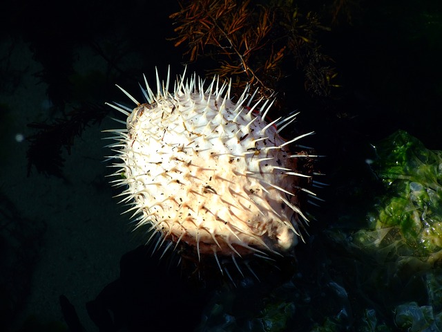 Kugelfisch, Fugu