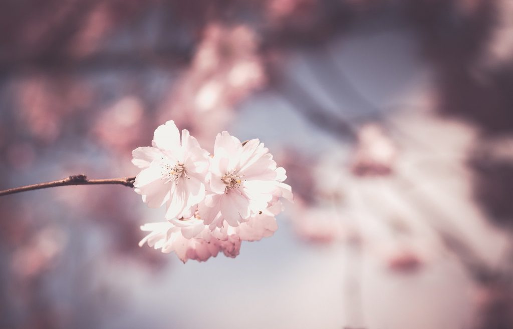 cherry-blossom-1326168_1920