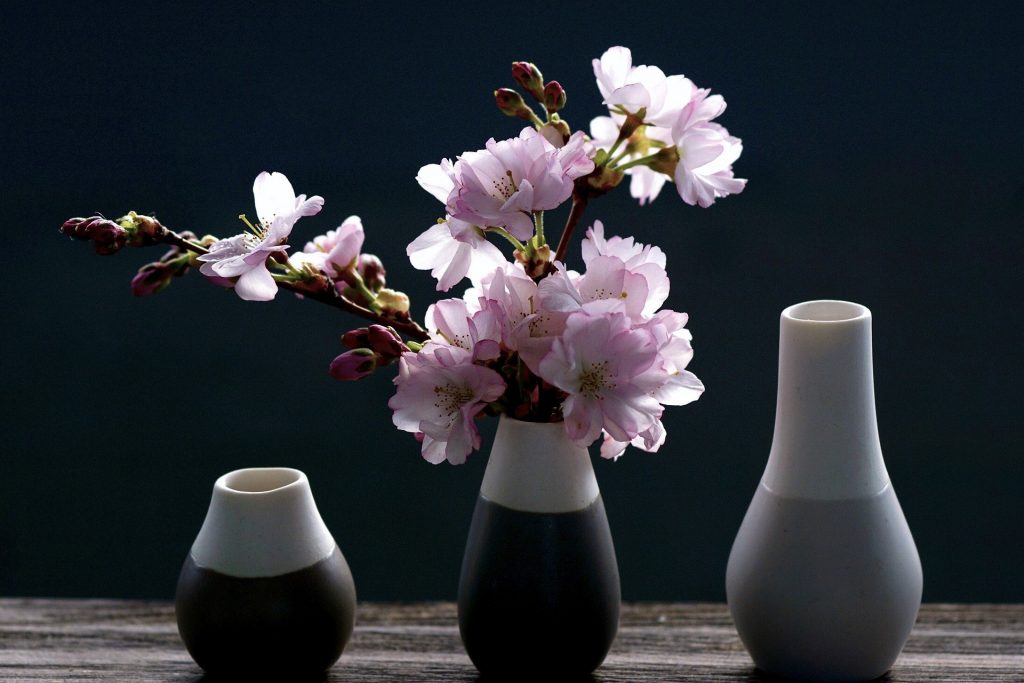 cherry-blossoms-4069596_1920
