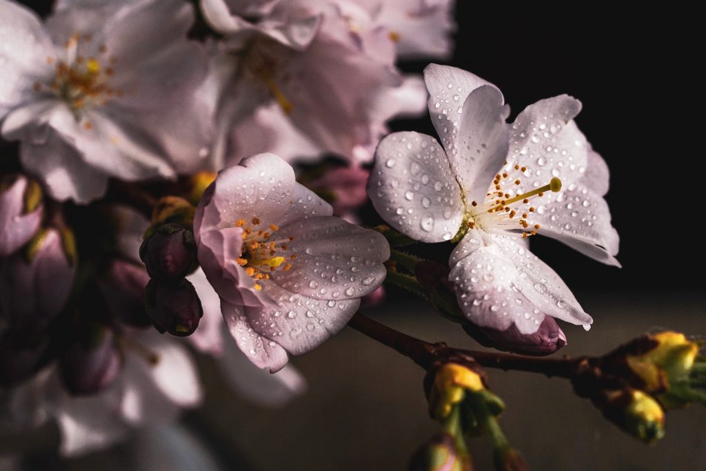 cherry-blossoms-4077043_1920