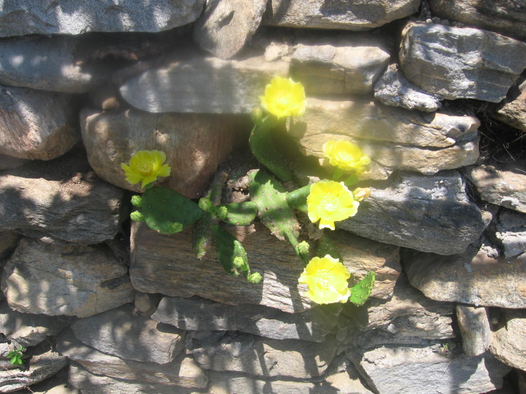 Blumen