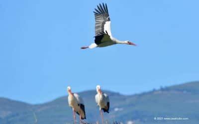 Vogels kijken in de Algarve