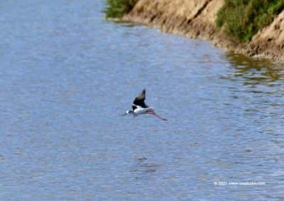 Vogels in de Algarve - Sapal zoutpannen Vila Real de Santo Antonio