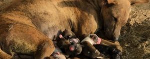 Streetlife financiert de sterilisatie van honden om het aantal zwerfdieren terug te dringen