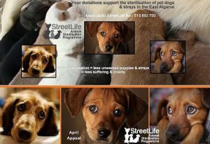 StreetLife organisatie Oost-Algarve ondersteunt zwerfhonden