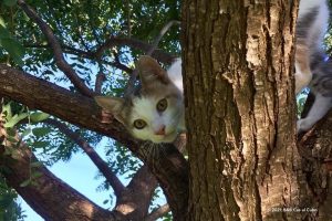 Tebbie is een zwerfdier dat ter dood veroordeeld was in de Ria Formosa Algarve