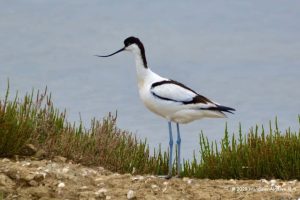 Vogels kijken Algarve