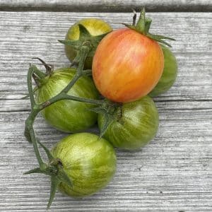 Små tomater i en klase. Några är gröna, andra gulorgangea.