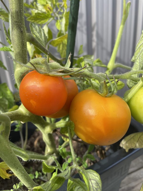 Medelstora tomater med gulorange färg.