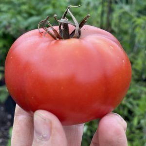 En hand håller en stor röd tomat som heter Marmande