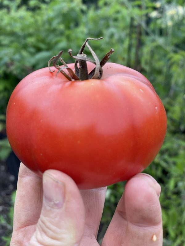 En hand håller en stor röd tomat som heter Marmande