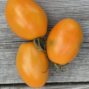 Gul-orange mellanstora tomater.