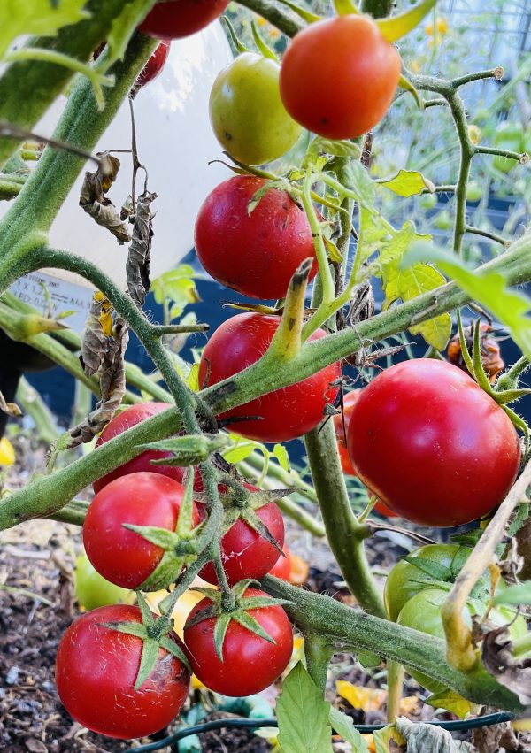 Flera röda tomater på en planta.