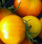 Gulorangea tomater som heter Ponderosa