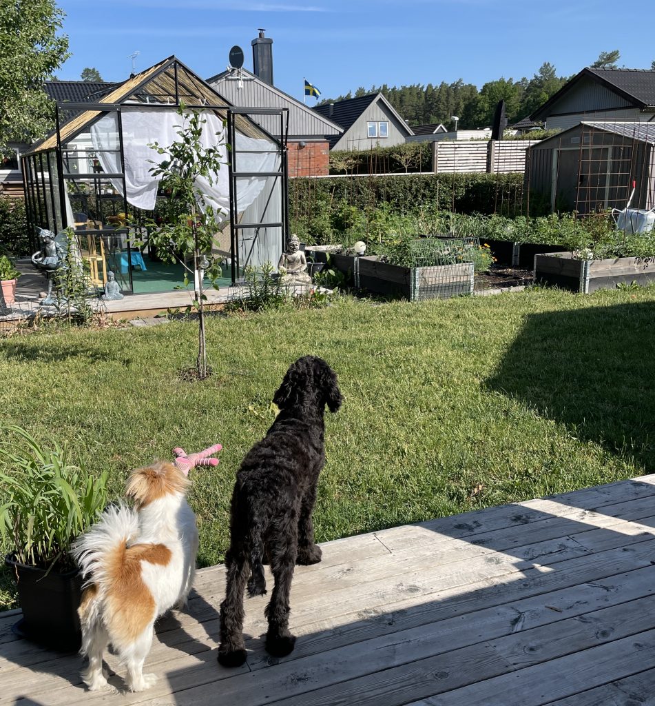 Trädgård med växthus och två hundar framför.
