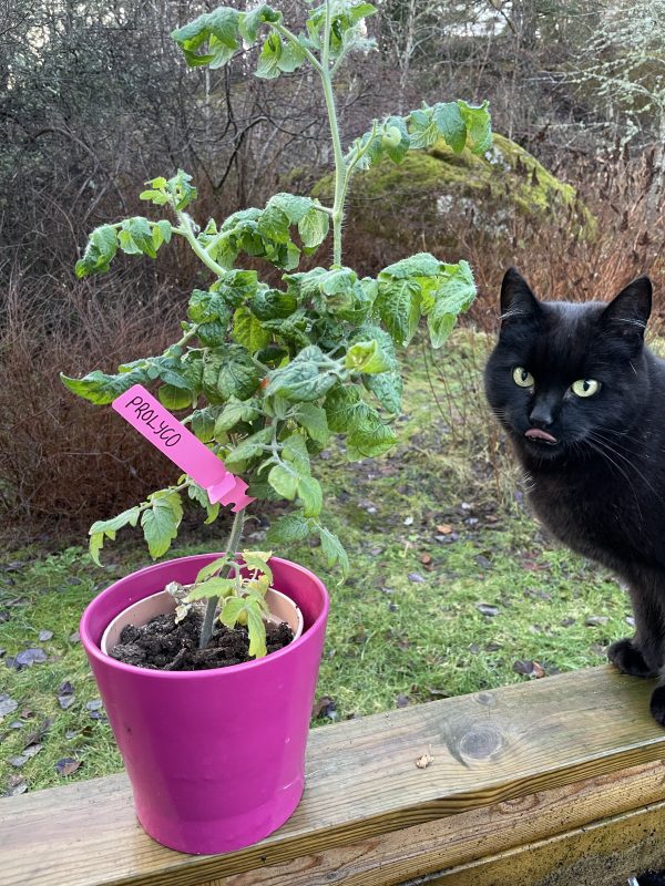 Tomatplanta med en plantetikett i rosa. Bredvid sitter en svart katt med tungan ute.