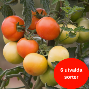 Tomater i olika färger på en planta