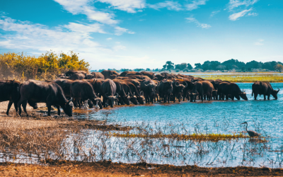 Parc national Kruger – une expérience incroyable