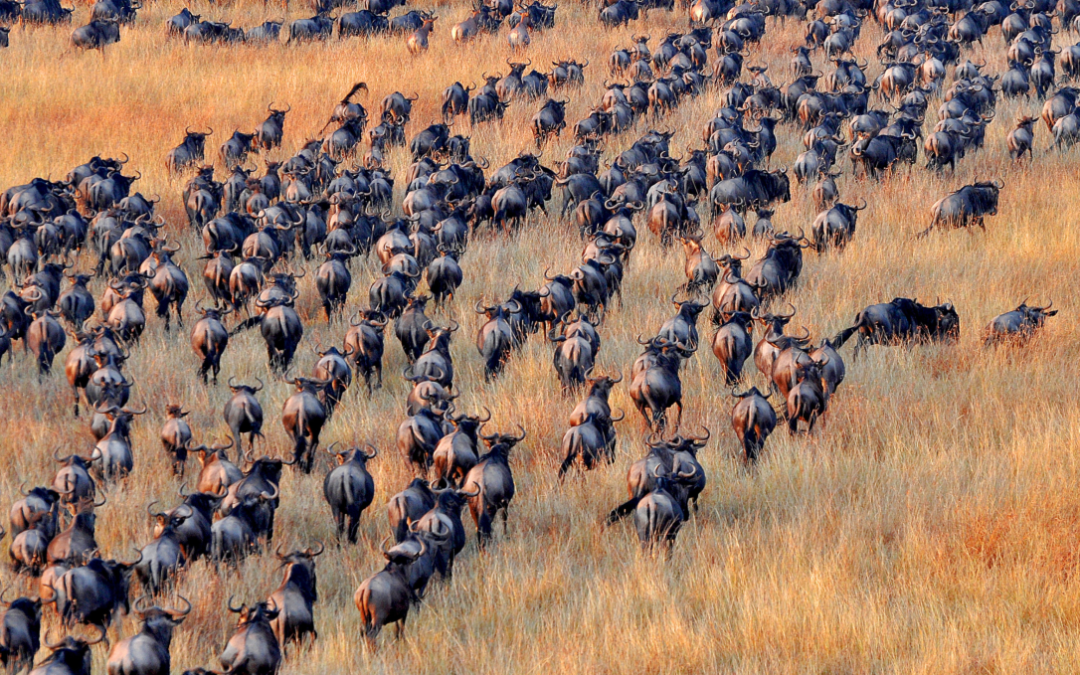 Die interessante Geschichte des Krüger-Nationalparks