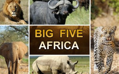 Wat betekenen de “big five”?